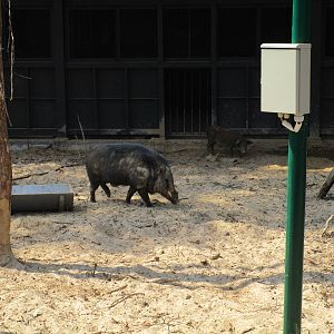 Vinpearl Safari - Wild Boar