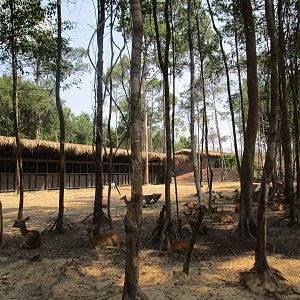 Vinpearl Safari - Sika Deer Enclosure