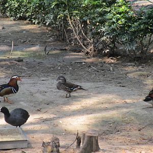 Vinpearl Safari - Ducks etc