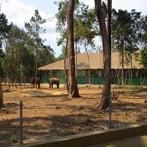 Vinpearl Safari - Second Elephant Enclosure