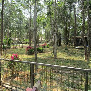 Vinpearl Safari - Wild Boar Enclosure