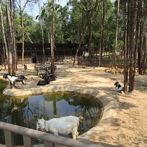 Vinpearl Safari - Goat Enclosure