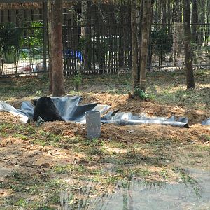 Vinpearl Safari - Asian Black Bear