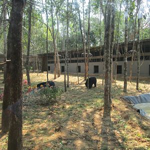 Vinpearl Safari - Asian Black Bear Enclosure