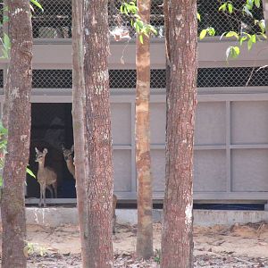 Vinpearl Safari - Klipspringers