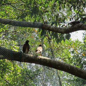 Vinpearl Safari - Common Mynas