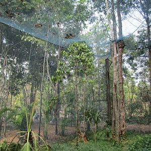 Vinpearl Safari - Walkthrough Aviary Interior