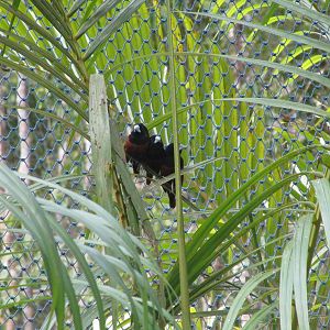 Vinpearl Safari - Chestnut Munias