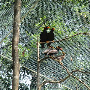 Vinpearl Safari - Hill Myna