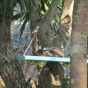Vinpearl Safari - White Crested Laughingthrush and Java Sparrow