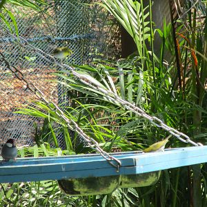 Vinpearl Safari - Java Sparrow and White-eye species
