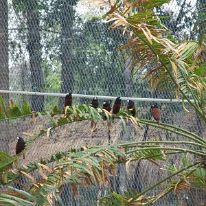 Vinpearl Safari - Chestnut Munias