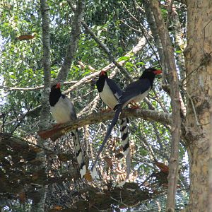 Vinpearl Safari - Red-billed Blue Magpies