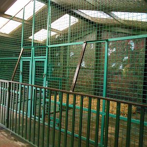 Inside dens for Amur Tigers - March 11th 2016