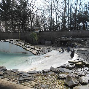 Penguins - March 11th 2016