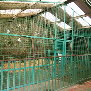 Inside dens for Amur Tigers - March 11th 2016