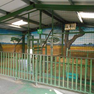 Inside dens for Cheetah - March 11th 2016