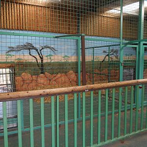 Inside dens for White Lions - March 11th 2016