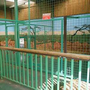 Inside dens for White Lions - March 11th 2016