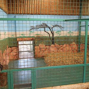 Inside dens for White Lions - March 11th 2016