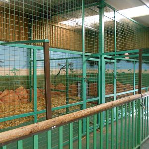 Inside dens for White Lions - March 11th 2016