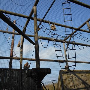 Lar Gibbon enclosure - March 11th 2016
