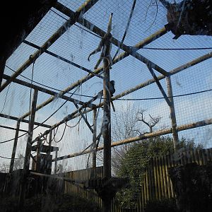 White-Cheeked Gibbon enclosure - March 11th 2016