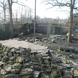 White Lion enclosure - March 11th 2016