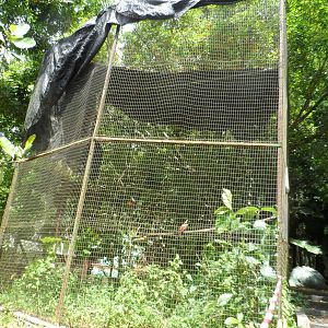 Lesser Bird-of-Paradise Aviary