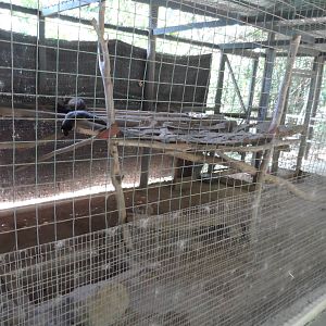Civet Exhibits