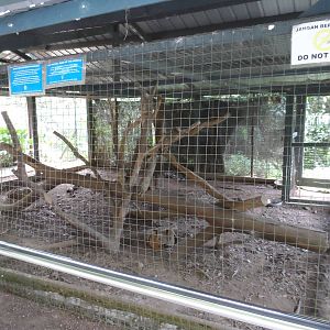 Bornean Clouded Leopard Exhibit