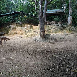 Chital Exhibit