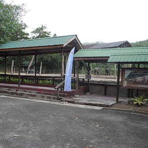 Bornean Pygmy Elephant Exhibit