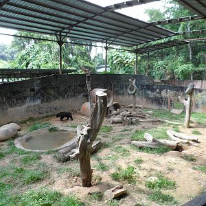Bornean Sun Bear Exhibit