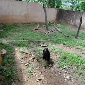 Malayan Sun Bear Exhibit