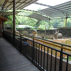 Malayan Sun Bear Exhibit