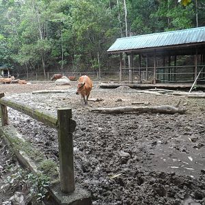 Banteng Exhibit