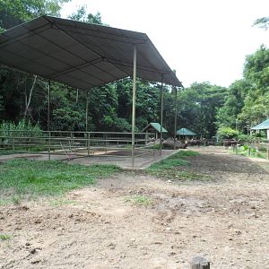 Ankole Cattle Exhibit