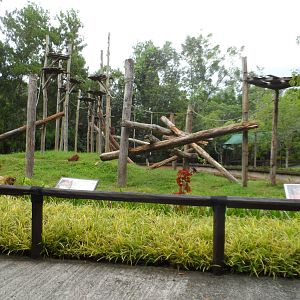 Bornean Orangutan Exhibit