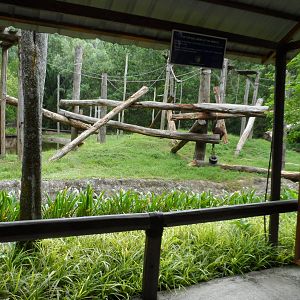 Bornean Orangutan Exhibit