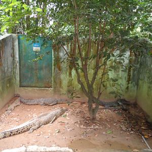 Reptile Area