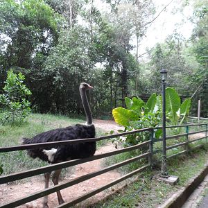 Ostrich Exhibit