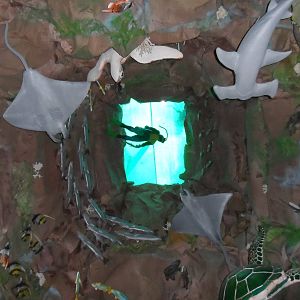 UMS Aquarium and Marine Museum