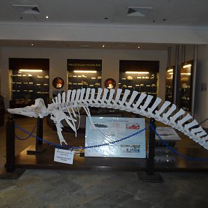 UMS Aquarium and Marine Museum