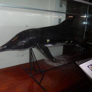 UMS Aquarium and Marine Museum