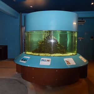 UMS Aquarium and Marine Museum