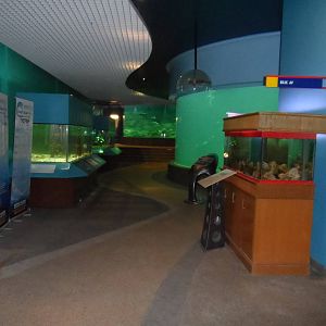 UMS Aquarium and Marine Museum