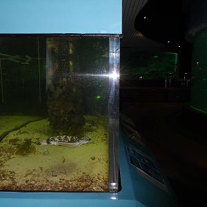 UMS Aquarium and Marine Museum