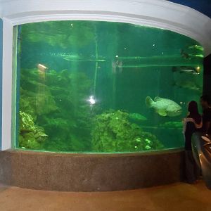 UMS Aquarium and Marine Museum
