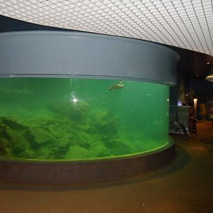 UMS Aquarium and Marine Museum